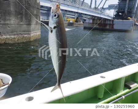 アジが釣れたよ アジが釣れたよ 130255960