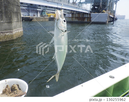 アジが釣れたよ 130255962