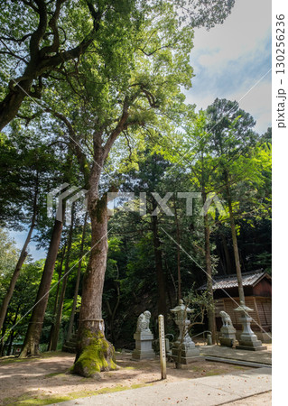 宗形神社　御神木　鳥取銘木100選の楠　鳥取県米子市宗像 130256236