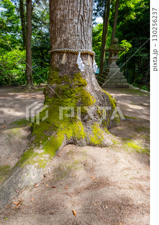 宗形神社 御神木 鳥取県米子市宗像 宗形神社 御神木 鳥取県米子市宗像 130256237