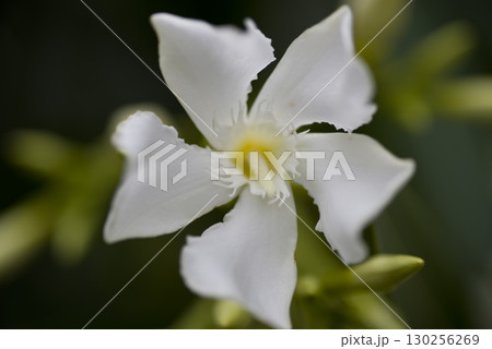 キョウチクトウ（夾竹桃、学名：Nerium oleander var. indicum）の花 130256269