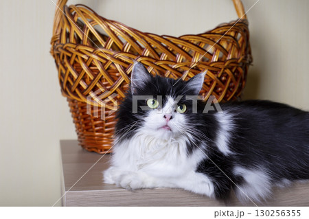 Beautiful Cat Persian breed on the background of the basket. Black and white color, green eyes. Metis. Close-up. Beautiful Cat Persian breed on the background of the basket. Black and white color, green eyes. Metis. Close-up. 130256355