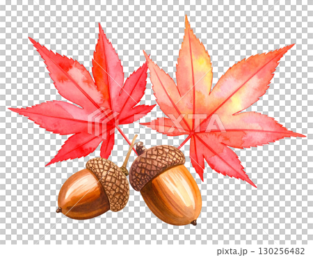 Autumn leaves and acorns watercolor illustration 130256482