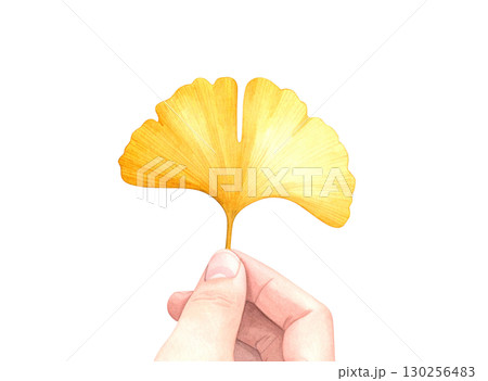 イチョウの手持ちイラスト　水彩 130256483