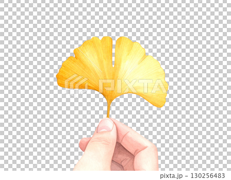 イチョウの手持ちイラスト　水彩 130256483