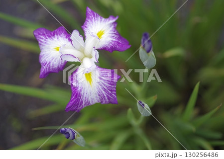 紫色の菖蒲の花が咲いています。 紫色の菖蒲の花が咲いています。 130256486
