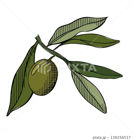 Olive branch graphics line ink colored illustration. vector. Isolated on a white background. For poster, invitation, backdrop, ad, sale promotion, print for t-shirt Monochrome olive branches. 130256517