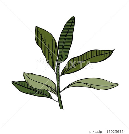 Olive branch leaves composition. Vector graphic line ink colored illustration. Silhouette sign for logo, print, comics, fashion, pop art, boards, design, stickers, decoration, posters 130256524