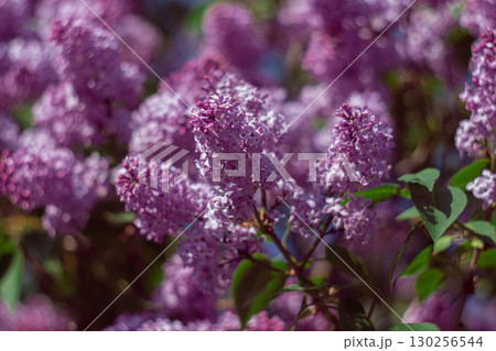 A branch of purple lilac in spring 130256544