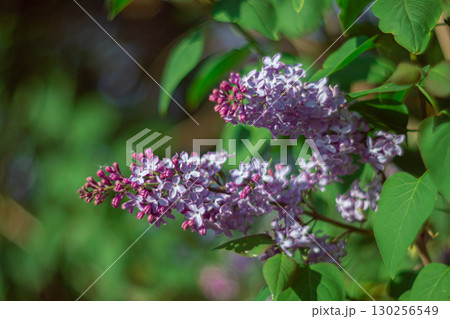 A branch of purple lilac in spring 130256549