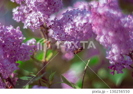 A branch of purple lilac in spring 130256550