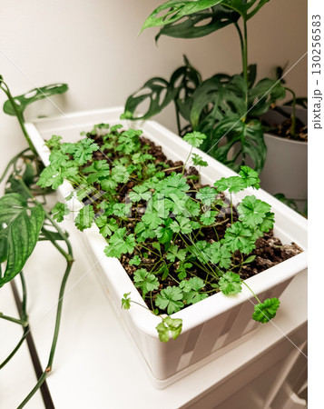 Fresh parsley growing in white container indoors. Home gardening, organic lifestyle and sustainable nutrition for healthy cooking. Fresh parsley growing in white container indoors. Home gardening, organic lifestyle and sustainable nutrition for healthy cooking. 130256583