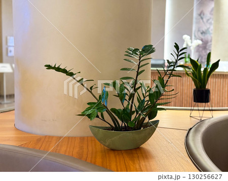 Zamioculcas plant in a decorative pot placed on a glass table in a modern hotel interior. Indoor greenery, lifestyle, and ornamental vegetation symbolizing resilience, freshness, and environmental Zamioculcas plant in a decorative pot placed on a glass table in a modern hotel interior. Indoor greenery, lifestyle, and ornamental vegetation symbolizing resilience, freshness, and environmental 130256627