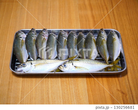 鯵が釣れました 鯵が釣れました 130256681