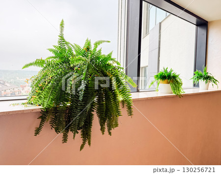 Nephrolepis fern in decorative pots placed on a windowsill with natural light and urban view. Indoor plant, greenery, and lifestyle symbolizing freshness, ecology, and environmental decoration. 130256721