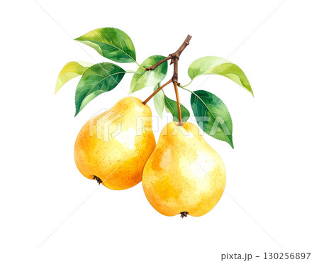 秋の果物・洋梨 水彩イラスト 秋の果物・洋梨 水彩イラスト 130256897