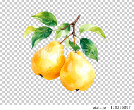 秋の果物・洋梨 水彩イラスト 秋の果物・洋梨 水彩イラスト 130256897