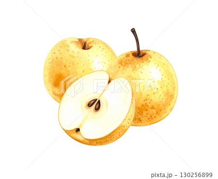 秋の果物・和梨　水彩イラスト 130256899