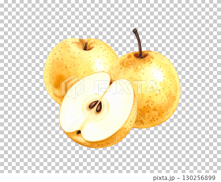 秋の果物・和梨　水彩イラスト 130256899