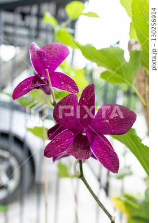 Top view of Cluster Of Deep Pink Orchid Flowers Top view of Cluster Of Deep Pink Orchid Flowers 130256914