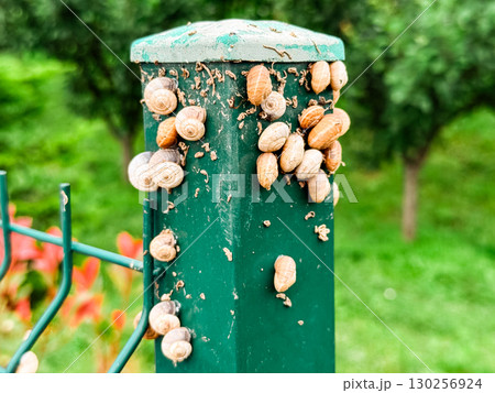 Cluster of snails with spiral shells attached to a green metal post in natural surroundings. Ecology, biology, and wildlife symbolizing adaptation, resilience, and biodiversity in environment. 130256924