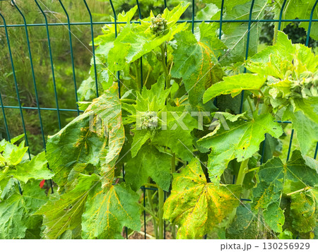 Puccinia malvacearum pathogen on a plant of the family Malvaceae Puccinia malvacearum pathogen on a plant of the family Malvaceae 130256929
