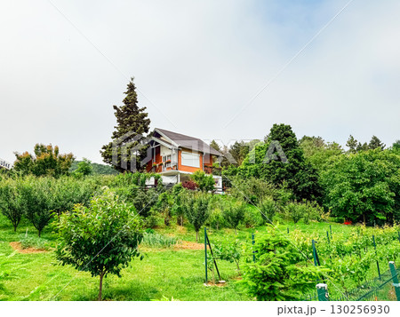 Brick house in the countryside with orchard and vineyard surrounded by trees and hills. Nature, sustainability, and rural lifestyle symbolizing balance between architecture and environment. Brick house in the countryside with orchard and vineyard surrounded by trees and hills. Nature, sustainability, and rural lifestyle symbolizing balance between architecture and environment. 130256930