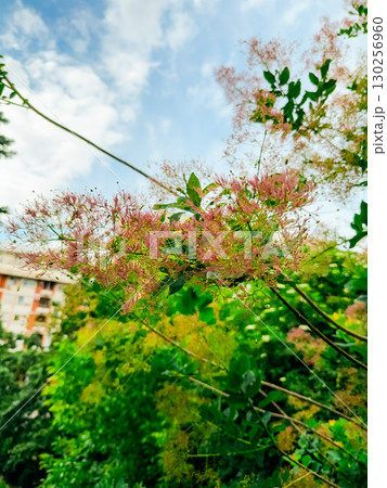 Smoke Tree or Cloud Tree Cotinus Coggygria blooms against blue sky. Cotinus coggygria, Rhus cotinus, is also known as European smoke tree, Eurasian smoke tree 130256960