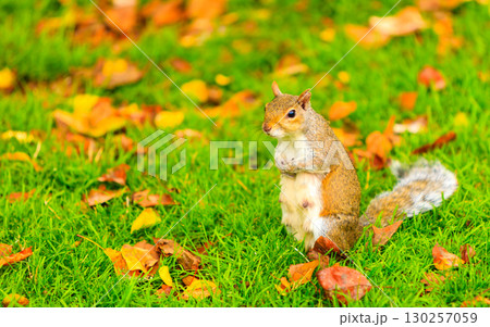 grey squirrel in autumn park 130257059