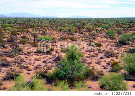 Landscape Sunny Day Sonoran Desert Arizona 130257231
