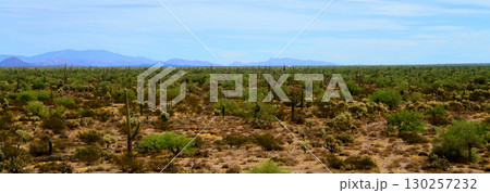Landscape Sunny Day Sonoran Desert Arizona 130257232