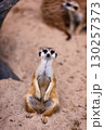 Curious Meerkat Standing Upright on Rock in Natural Habitat 130257373