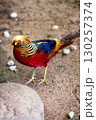Colorful Golden Pheasant Standing on Ground in Natural Habitat 130257374