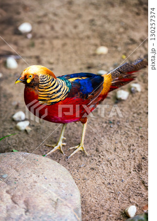 Colorful Golden Pheasant Standing on Ground in Natural Habitat Colorful Golden Pheasant Standing on Ground in Natural Habitat 130257374