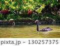 Black Swan Swimming Gracefully in Pond Under Green Foliage 130257375