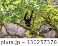 Northern White-cheeked Gibbon Hanging on Tree Branch in Forest 130257376