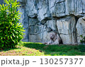 Majestic White Tiger Resting in Shade near Rock Cave 130257377