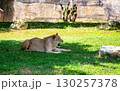 Lioness Resting on Green Grass in Sunlit Habitat 130257378