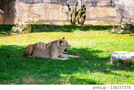 Lioness Resting on Green Grass in Sunlit Habitat Lioness Resting on Green Grass in Sunlit Habitat 130257378