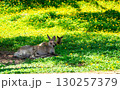 Kangaroos Resting on Green Grass with Yellow Flowers in Sunlight 130257379
