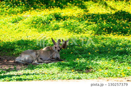 Kangaroos Resting on Green Grass with Yellow Flowers in Sunlight 130257379
