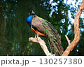 Colorful Peacock Perched on Tree Branch in Natural Habitat 130257380