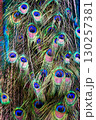 Closeup of Vibrant Peacock Feathers with Iridescent Eye Patterns 130257381