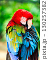 Colorful Macaw Parrot with Vibrant Red, Green, and Blue Feathers 130257382