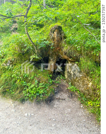 Old wooden trunk against a green background  130257397