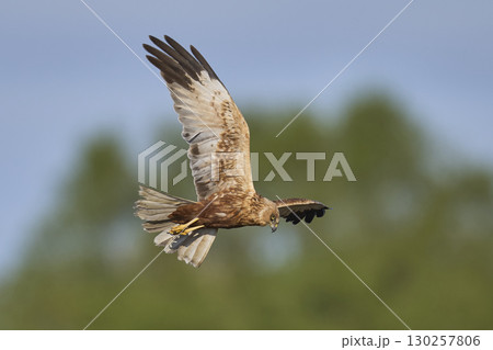 Marsh Harrier in flight Marsh Harrier in flight 130257806