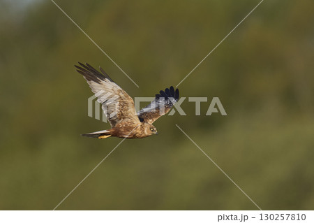 Marsh Harrier in flight Marsh Harrier in flight 130257810