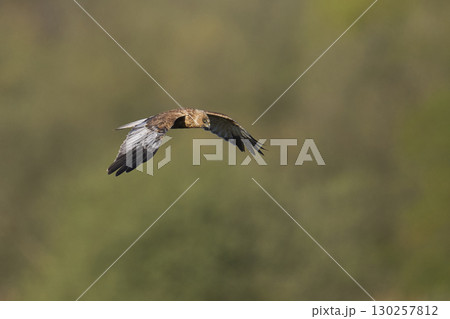 Marsh Harrier in flight Marsh Harrier in flight 130257812