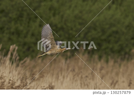 Bittern in flight over the Somerset Levels Bittern in flight over the Somerset Levels 130257879