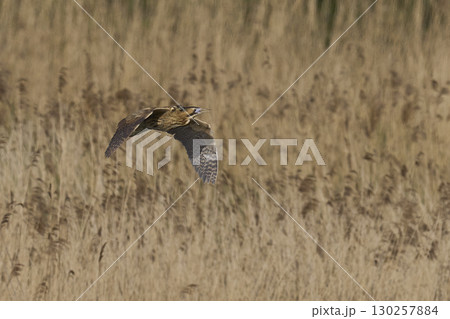 Bittern in flight over the Somerset Levels Bittern in flight over the Somerset Levels 130257884